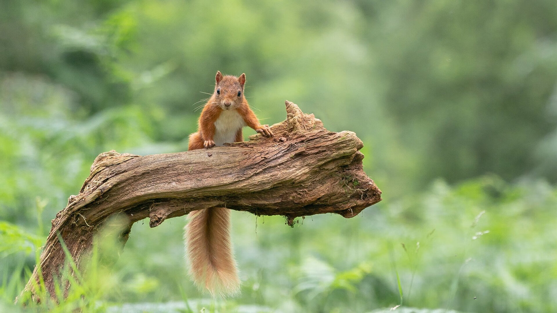 乐鱼体育app入口-大卫·波波维奇完美入水引爆全场,大卫 波波维奇