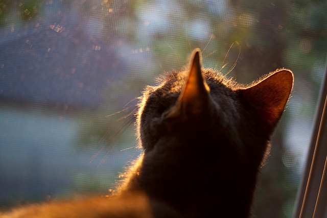 乐鱼官网安全-格雷琴·沃尔什再次证明短距离统治力,格雷沃夫
